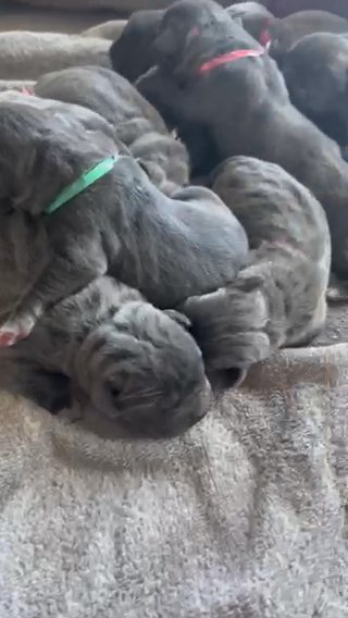 Cane Corso Puppies in San Leandro, California