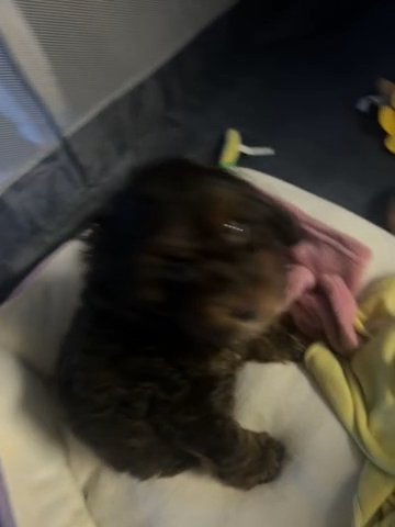 Cockapoo in San Diego, California