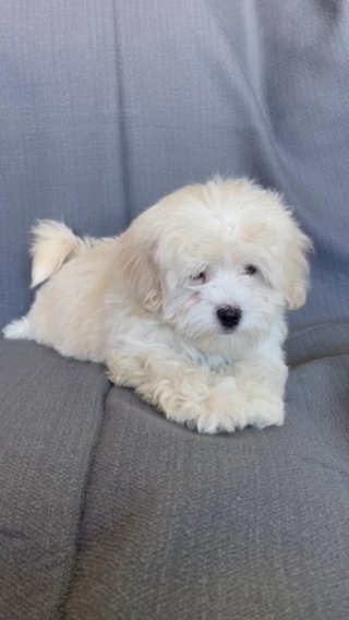 Malitpoo in New York City, New York