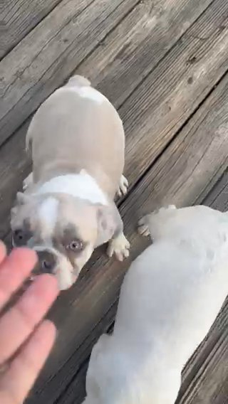 Female French Bulldogs in Fayetteville, North Carolina