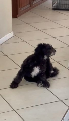 Girl Elsa Is In Her New Forever Home /sold in Coral Springs, Florida