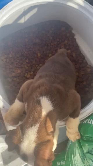 Champagne Boston Terrier in Winton, California