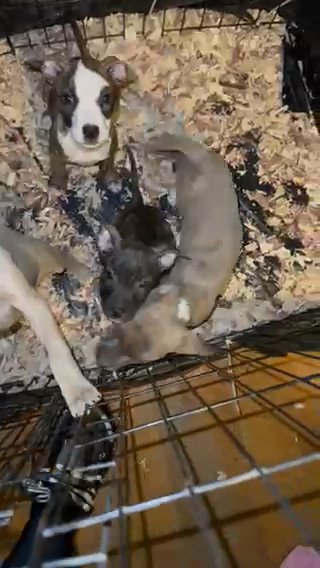 Pitbull Puppies in Washington, District of Columbia
