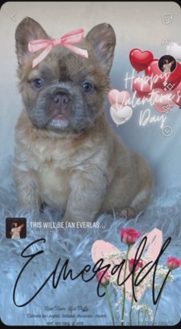 Fluffy Lilac Fawn Girl in Oklahoma City, Oklahoma
