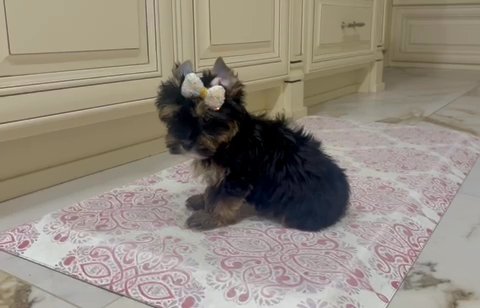 Wish Traditional Male Yorkie Terrier in Riverside, California