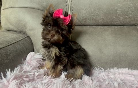 Chocolate Tan Female in Riverside, California