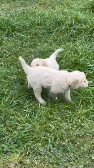 English Cream Golden Doodle in San Marcos, Texas