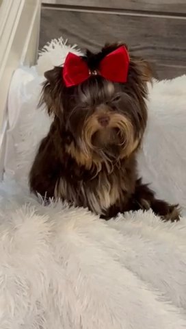 Tiny Chocolate Tan Male Yorkie in Riverside, California