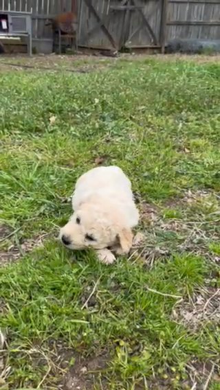 English Cream Golden Doodle in San Marcos, Texas