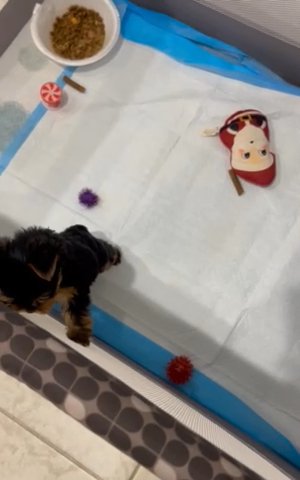 Yorkie babies in Surprise, Arizona