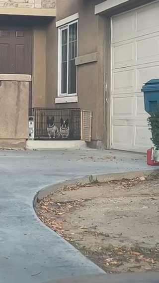 1yr old Frenchie female in Murrieta, California