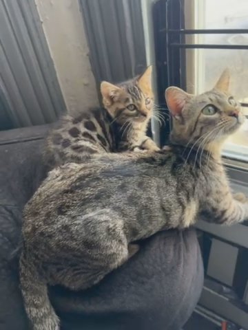 Bengal Kitten in New York City, New York