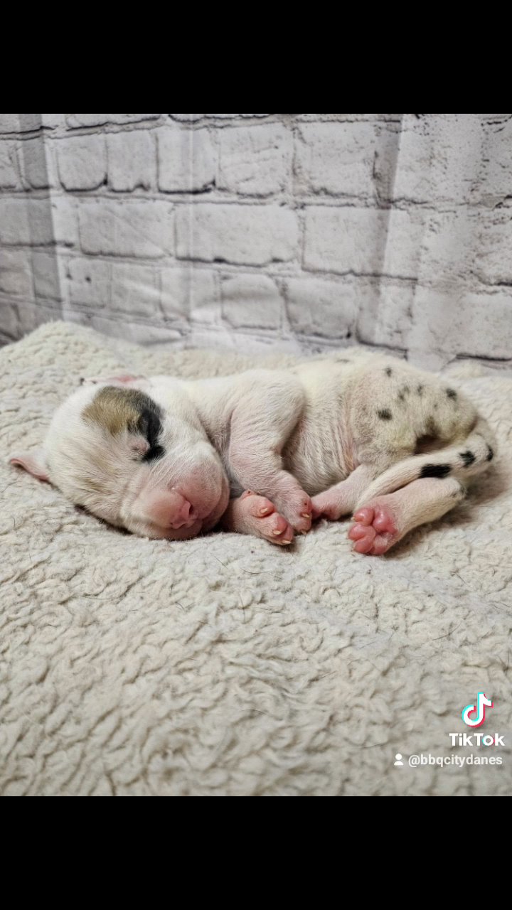 100% Euro AKC Heavy Blanketed Blue Harlequin in Thomasville, North Carolina