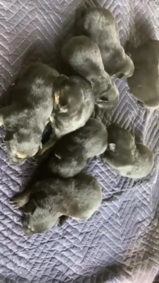 Full Blooded Herman Shepards in Orlando, Florida