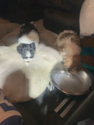 Multipoo Litter 3 Girls 1 Boy in Norfolk, Virginia