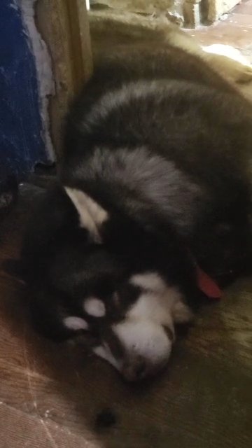 BIG BABY BOY PUREBREED $300 BROOKLYN NYC in New York City, New York