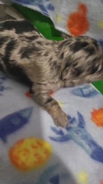 $1800 longhair chihuahua merle girl brooklyn  nyc in New York City, New York