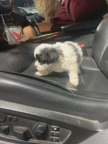 Beautiful Multipoo Puppy (boy) Maltese Mixed With Poodle in Norfolk, Virginia