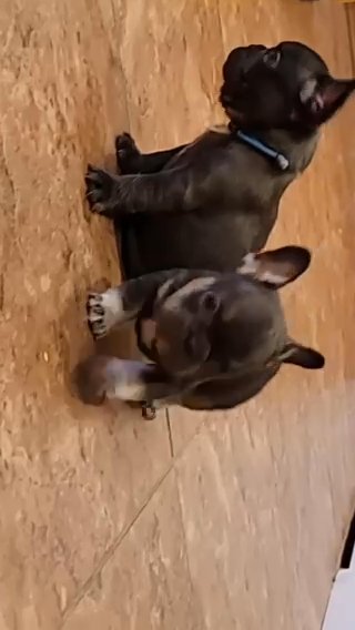 French Bulldog Pups 5 Weeks Old Almost Ready in McFarland, California