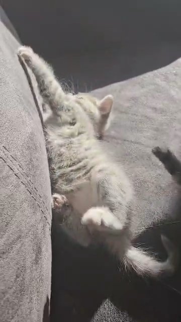 2 kittens in Maricopa, Arizona