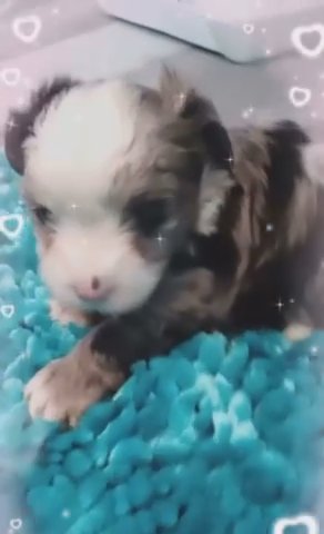 Blueberry Merle Yorkie (APRI) in Florence, South Carolina