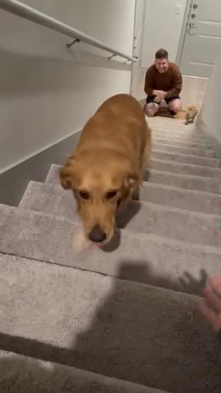 Golden Retriver ?? in Austin, Texas