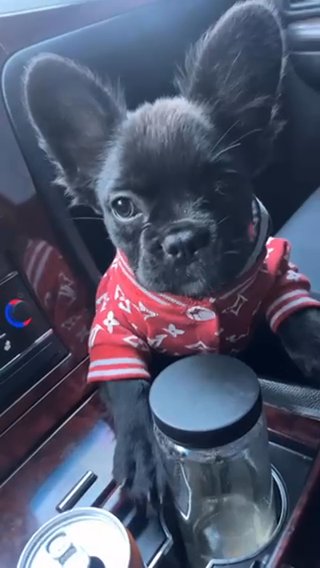 Female 4 Month Fluffy Frenchie in Phoenix, Arizona