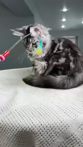 Maine Coon Female in Newtown, Pennsylvania