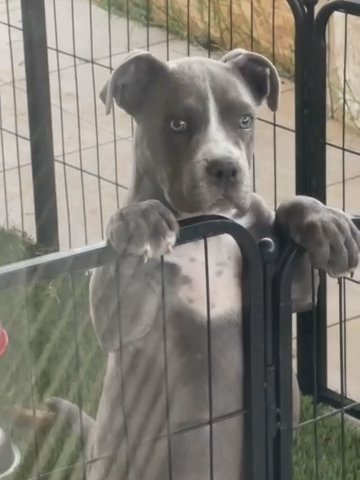 Cute 4 Month Old Bully in Phoenix, Arizona