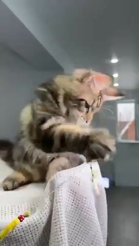 Maine Coon Male in Newtown, Pennsylvania