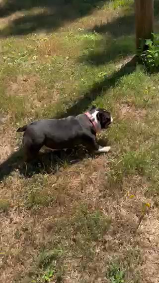 3 Year Old Bullsace And Taz Female in Richmond, Virginia