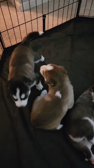 Siberian Huskies in Detroit, Michigan