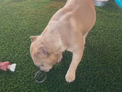 Adult Micro Female Merle Bully 2 Liters in Phoenix, Arizona