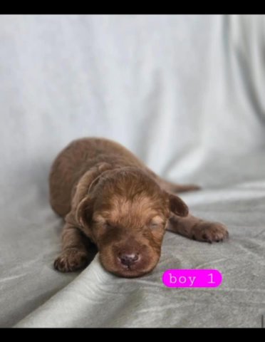 Akc Red Miniature Poodles in Birmingham, Alabama