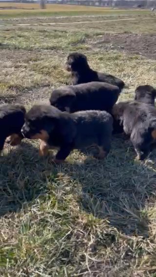 Rottweiler Puppies in Mehlville, Missouri