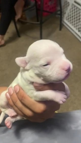 Pitbull Puppies For Sell in South Houston, Texas