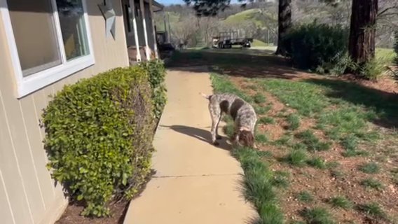 Kimber Female German Wirehaired Pointer in Redding, California