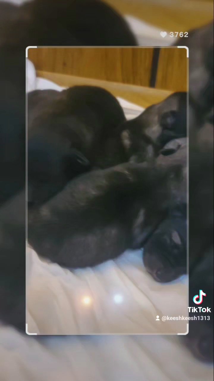 *Keeshond Puppies* in Columbus, Ohio