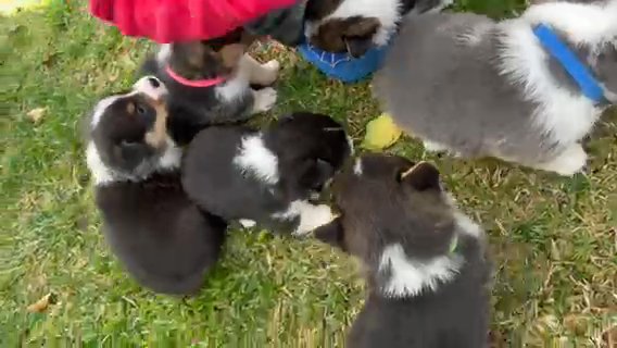 Puppies in Colton, California