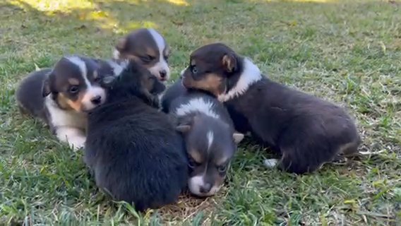 Puppies Puppies in Colton, California