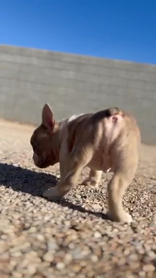 Bronson (Male Fawn Merle Fluffy Carrier) AKC in Las Vegas, Nevada