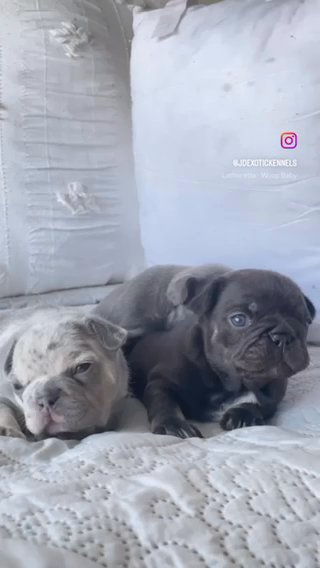 Come Get A French Bulldog in Memphis, Tennessee