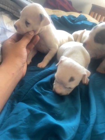 White Bluenose Pit bull Puppies in South Houston, Texas
