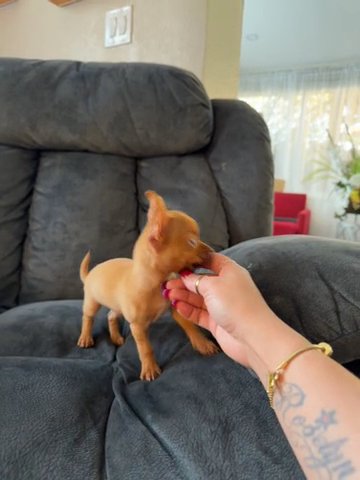 chihuahua puppy in Miami, Florida