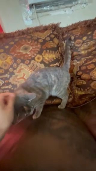 Cat/Kitty For Sale in Bakersfield, California