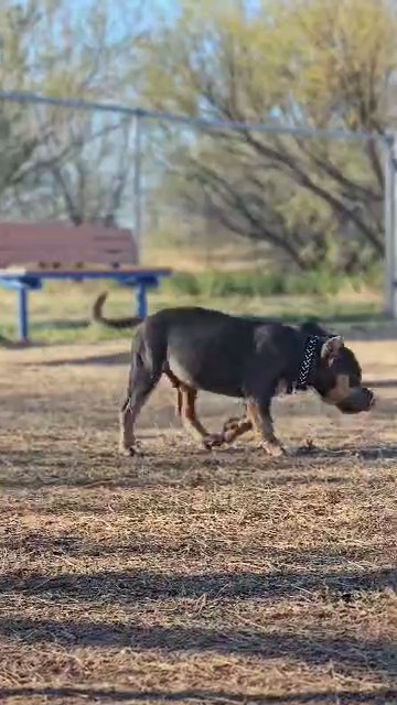 Blue Tri American Bully pups!! in Tucson, Arizona