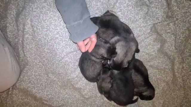 *KEESHOND PUPPIES* in Columbus, Ohio