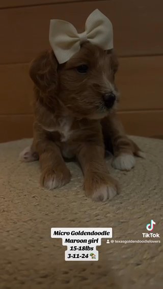 Maroon Micro Goldendoodle in Dallas, Texas