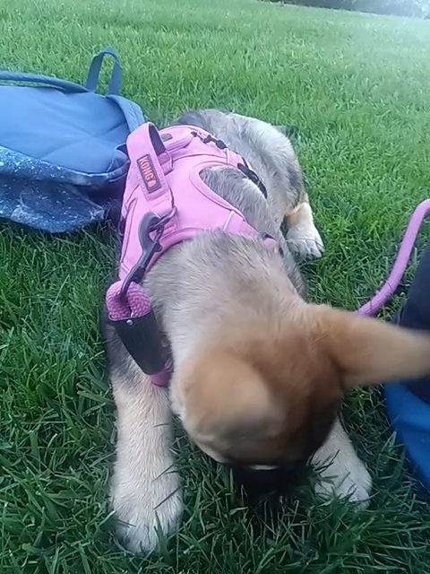 German shepherd puppy in San Bernardino, California