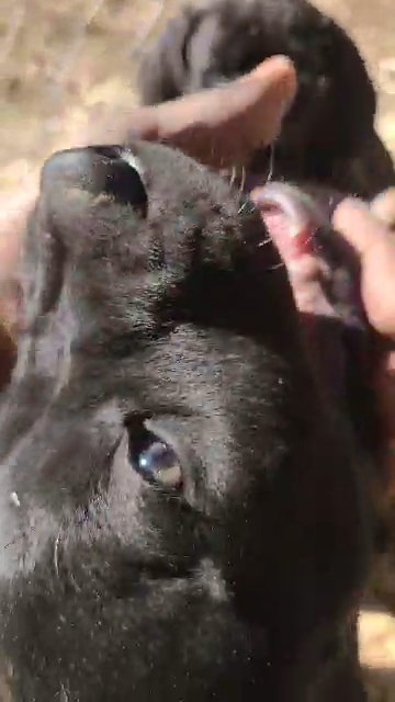 bullymastiff in Jacksonville, Alabama